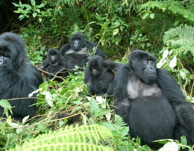 Gorillas of Uganda