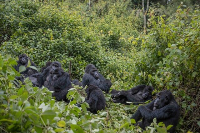 Kahuzi Biega Gorillas