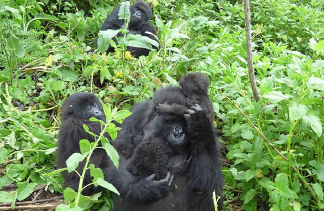 Rwanda Gorillas