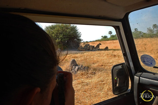 Botswana Safari