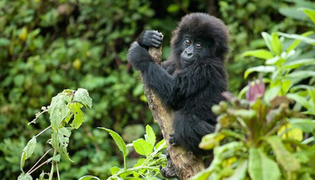 Gorilla Safaris in Rwanda